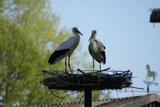 Weibchen ist 2002 in Hitzhusen geschlüpft und hat 2007 auf Nest 4 Gebrütet Bild vom 6.5.2008