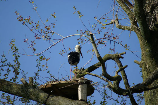 Nest wird sehr stark Beflogen bis jetzt jagt der Mannliche Storch vom Nest darüber alles weg 2008