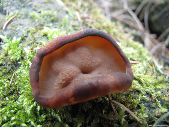 Gyromitra ancilis, Scheibenlorchel,Größter Scheibling, Fichten, Morcheln,Lorcheln, Solling , Wald des Jahres