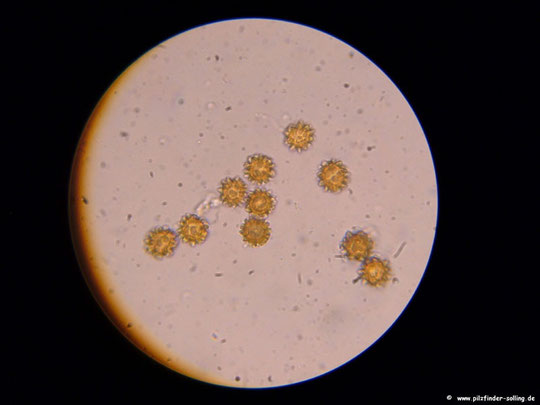 Octaviania asterosperma ,Ocataviania ,Hypogäische Pilze, Pilze unter der Erde