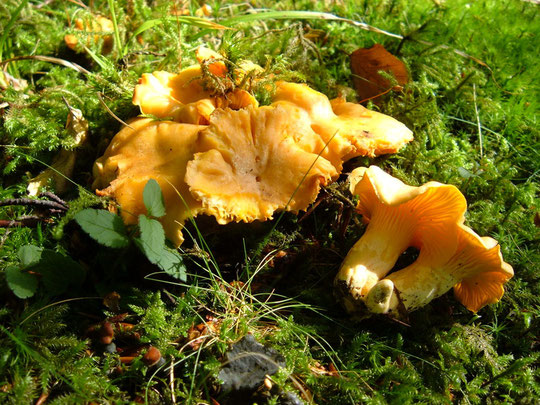 Cantharellus cibarius bei Pilzfinders Jimdo Page