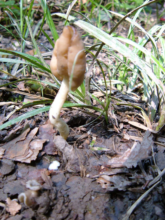 Elastische Lorchel    Leptopodia  elastica   zu schonen !  ( Bild leider etwas unscharf )