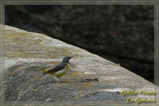 Kanarengebirgsstelze Motacilla cinerea canariensis La Gomera