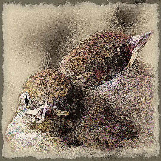 Mönchsgrasmücke Jungtiere / Sylvia atricapilla obscura / La Gomera /© Henner Riemenschneider Gekko-Vision La Gomera 