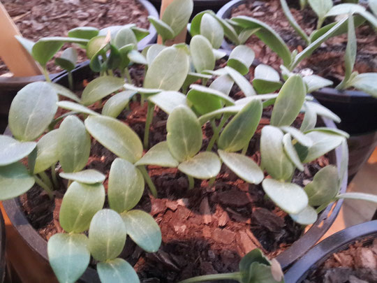 Spanish Black Radish