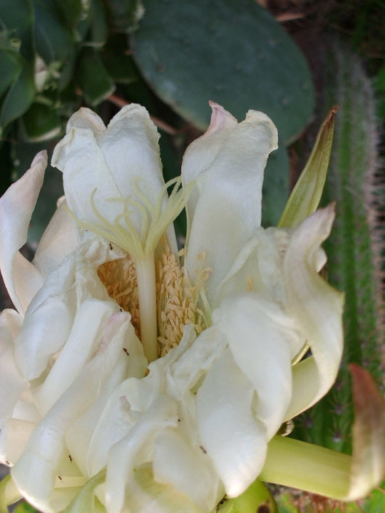 Flor gigánte cactus columnar