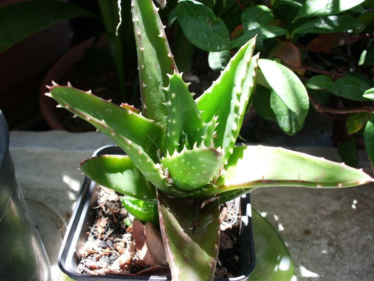 Aloe Mitriformis (Falso Aloe)