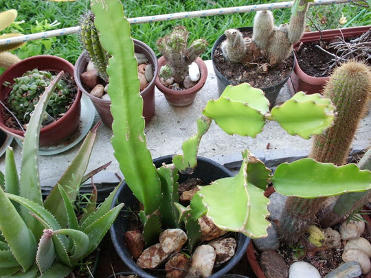 Pitaya Aloea Vera y grupo de cactus