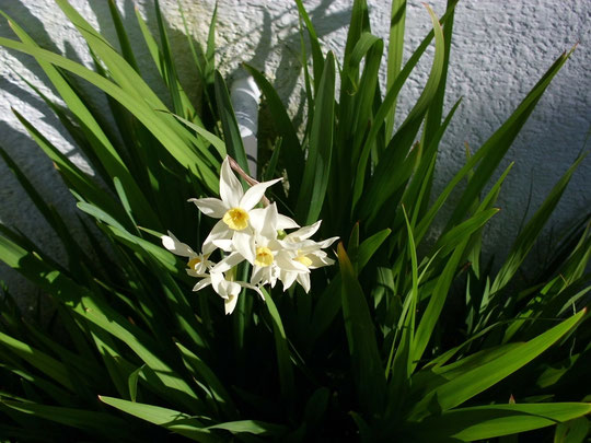 Floración del Narciso Fragans