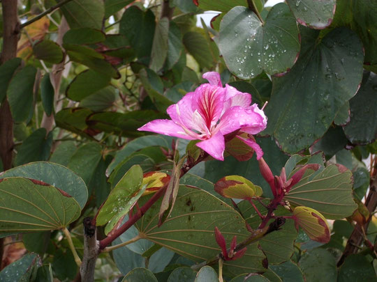 Bauhínia Variegata en flor