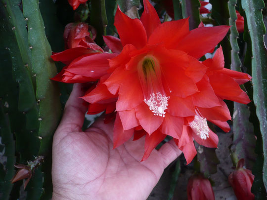 Esta Epiphyllum no se que variedad es, aquí le llaman pkuma de Sta. Teresa, pero da unas flores muy grandes de un rojo intenso.