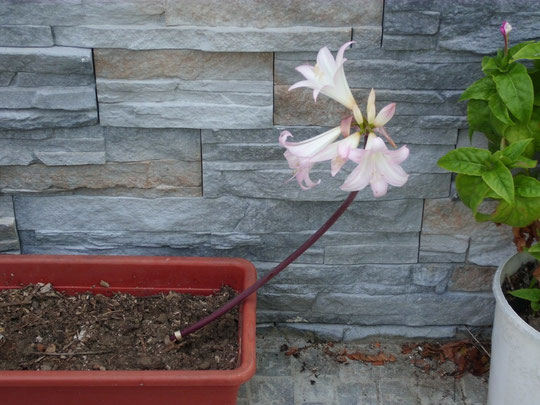 Amaryllis Belladonna floración