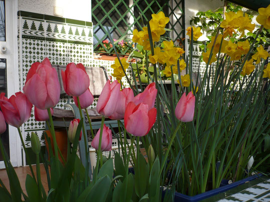Narcisos y Tulipanes en flor