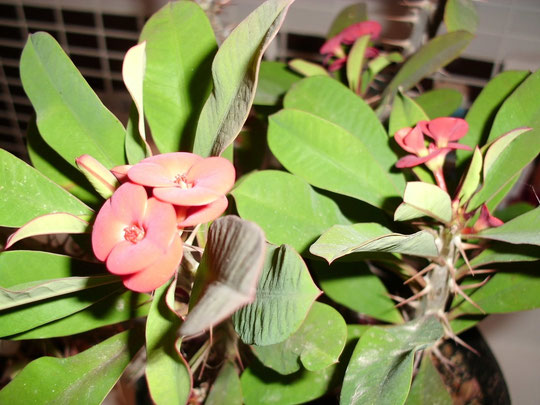 Euphorbia Milli Flor Roja
