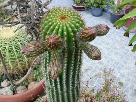 Capullos florales de cactus