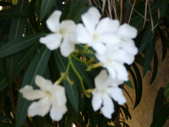 Floración Adelfa Blanca