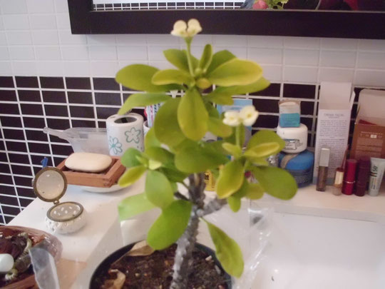 Euphorbia Milli Flor Blanca