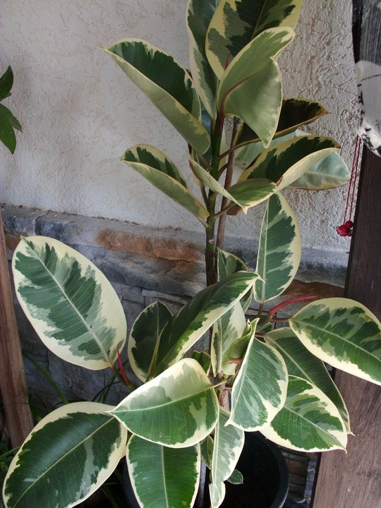 Ficus Elástica Variegatta