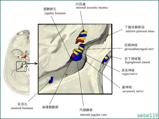 頚静脈孔の圧迫が身体全体に影響を与える