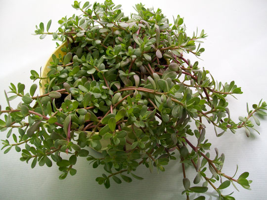 PIANTA DI BACOPA MONNIERI