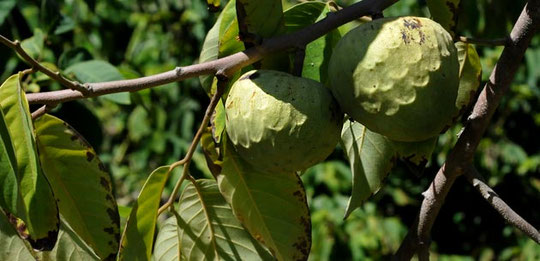 ANNONA CHERIMOLA