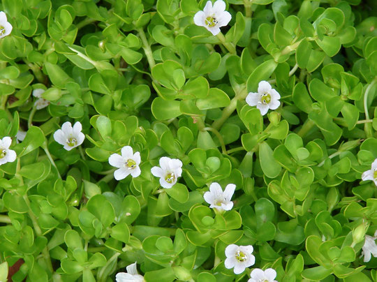 BACOPA MONNIERI