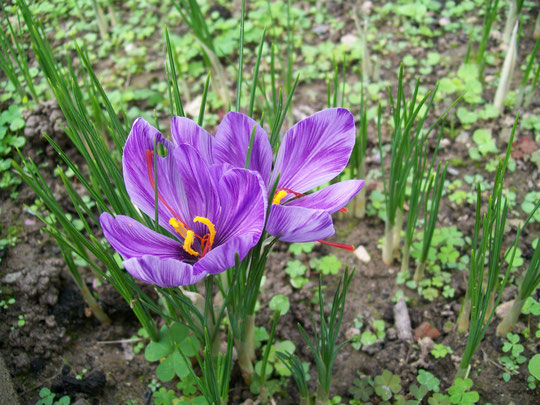 FIORE DI ZAFFERANO
