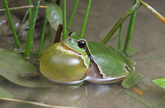 Common Tree Frog (Hyla arborea), Bavaria, Germany, May 2019