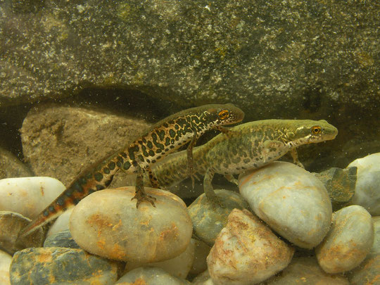 Italian Newts (Lissotriton italicus), Calabria, Italy, April 2014
