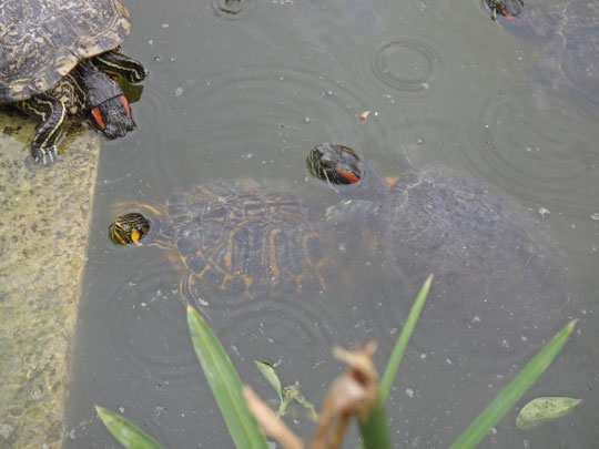 Pond Sliders (Trachemys scripta scripta & elegans), Malta, April 2017