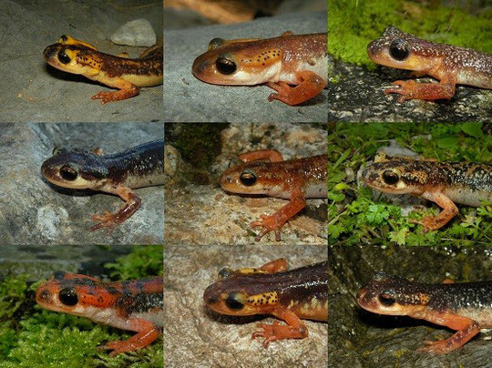 Collage picture with most Lyciasalamandra species. 