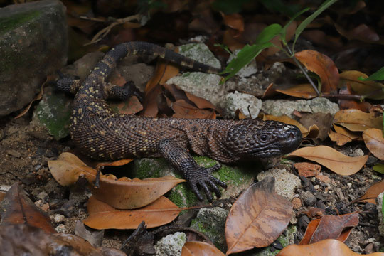Mexican Beaded Lizard (Heloderma horridum)
