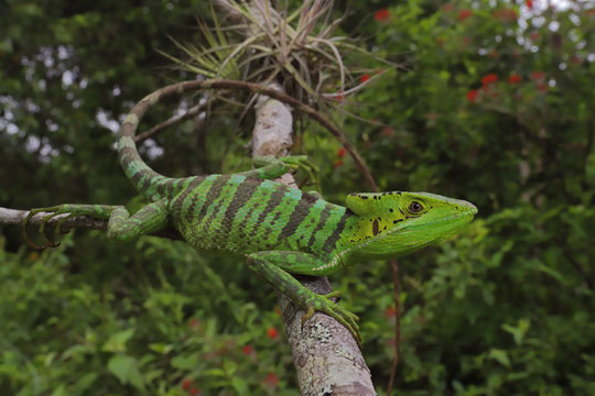 Eastern Casquehead Iguana (Laemanctus longipes)