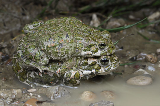 Green Toad (Bufotes viridis), Bavaria, Germany, May 2019