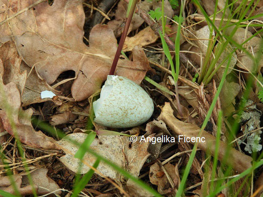 Amsel © Mag. Angelika Ficenc