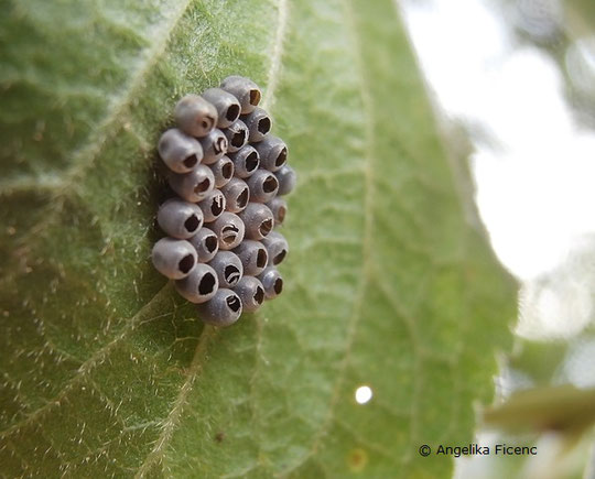 Graue Gartenwanze (Raphigaster nebulosa)  © Mag. Angelika Ficenc