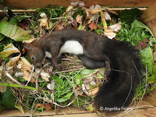 Europäisches Eichkätzchen (Sciurus vulgaris) © Mag. Angelika Ficenc