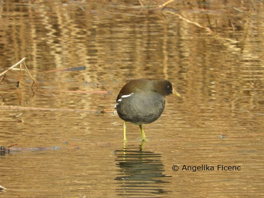 Teichhuhn © Mag. Angelika Ficenc