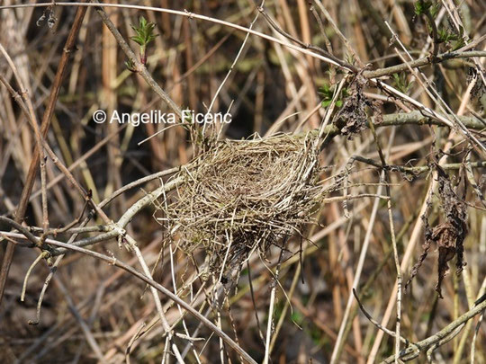 Vogelnest © Mag. Angelika Ficenc