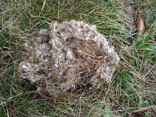 Eichhörnchen (Sciurus vulgaris) - Teile eines abgestürzten Kobels, Tierbau, Nest, tierspuren.at