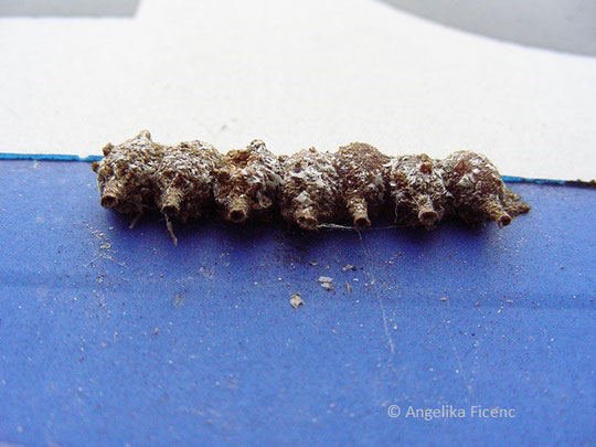 Kleine Harzbiene (Anthidium strigatum)  © Mag. Angelika Ficenc