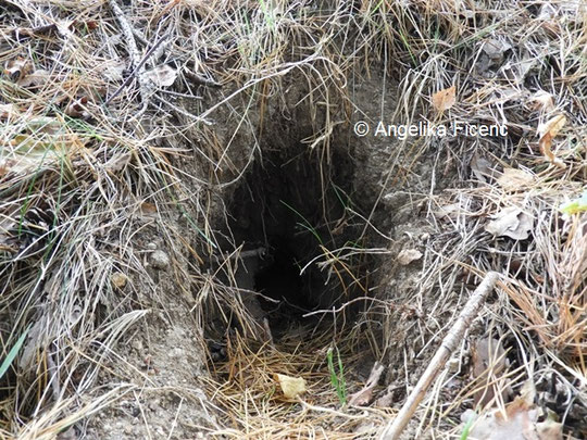 Bau eines Wildkaninchens © Mag. Angelika Ficenc