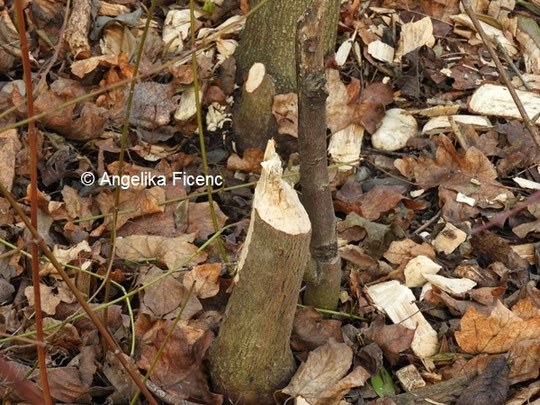 Biber © Mag. Angelika Ficenc