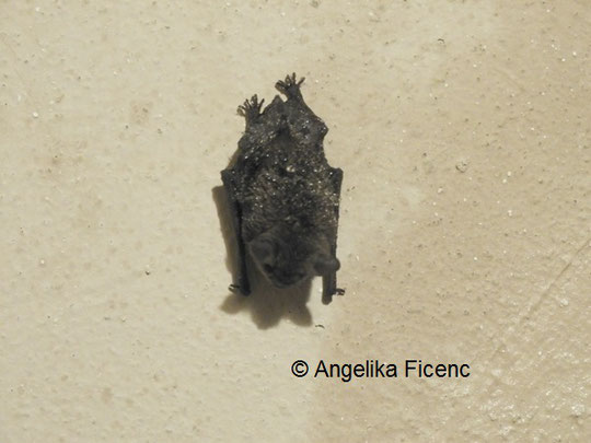 Unbestimmte Fledermaus © Mag. Angelika Ficenc