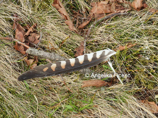 Feder eines Turmfalken  © Mag. Angelika Ficenc