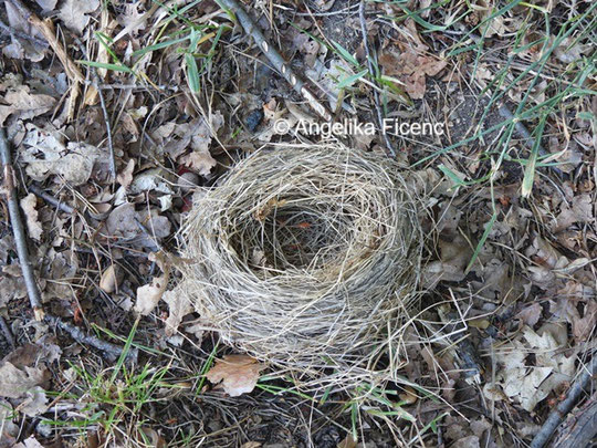 Wacholderdrossel Nest ©  Mag. Angelika Ficenc