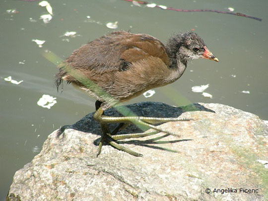 Teichhuhn  © Mag. Angelika Ficenc