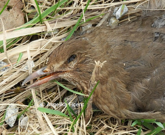 Tote Amsel, Körperoberseite © Mag. Angelika Ficenc