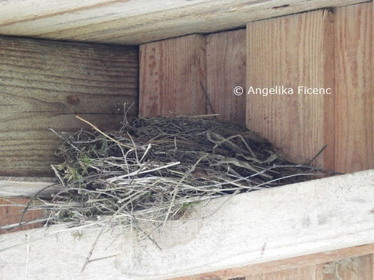 Unbestimmtes Vogelnest Mag. Angelika Ficenc