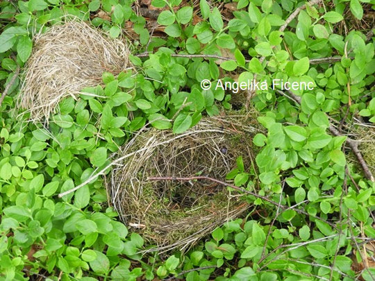 Vogel Nest © Mag. Angelika Ficenc